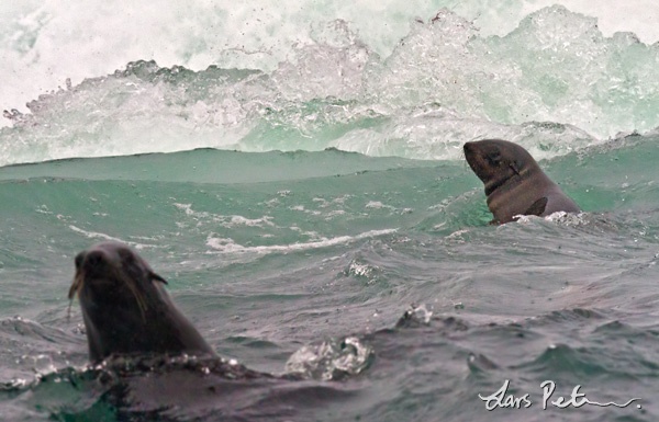 Afro-Australian Fur Seal